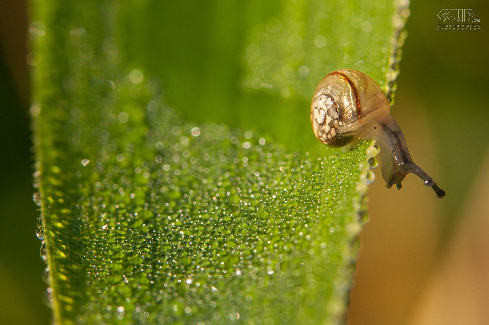 Insects - Young grove snail Young grove snail (Cepaea nemoralis)<br />
 Stefan Cruysberghs